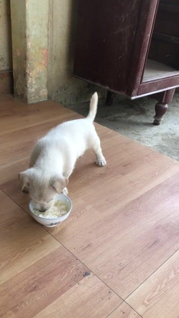 Chó Nhật lai đực dưới 3 tháng. Mua bán Chó tại Thành phố Huế Thừa Thiên Huế được đăng bởi Minh châu hình 1