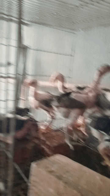 Gà chọi 5-7 lạng. Mua bán Gà tại Thành phố Dĩ An Bình Dương được đăng bởi lê minh thuận hình 1