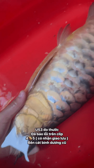 bối tuột u53 đo thước. Mua bán Thú cưng khác tại Thị xã Bến Cát Bình Dương được đăng bởi Chánh Trực hình 1