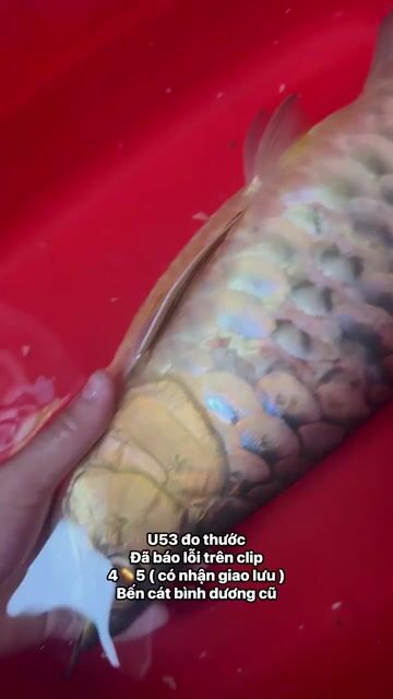 bối tuột u53 đo thước. Mua bán Thú cưng khác tại Thị xã Bến Cát Bình Dương được đăng bởi Chánh Trực hình 1