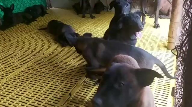 chó đã tiêm đầy đủ vacxin phòng bệnh. Mua bán Chó tại Thành phố Phan Thiết Bình Thuận được đăng bởi Nguyễn Đạt Hiếu  hình 1