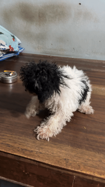 Chó Poodle 3 tháng tuổi đen trắng thuần chủng. Mua bán Chó tại Quận Tân Bình Tp Hồ Chí Minh được đăng bởi Nguyễn Bình Thi hình 1