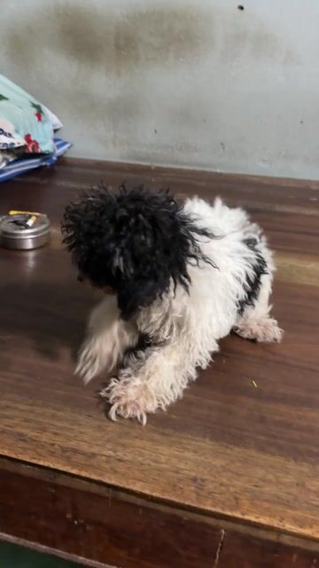 Chó Poodle 3 tháng tuổi đen trắng thuần chủng. Mua bán Chó tại Quận Tân Bình Tp Hồ Chí Minh được đăng bởi Nguyễn Bình Thi hình 1
