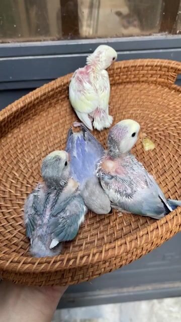 Vẹt Love bird non Đa sắc. Mua bán Chim tại Quận Sơn Trà Đà Nẵng được đăng bởi Vu Nguyen hình 1