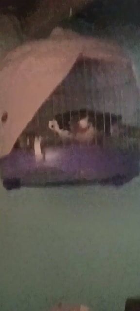 Chim cu gáy khách. Mua bán Chim tại Huyện Nhà Bè Tp Hồ Chí Minh được đăng bởi A Trọng hình 1