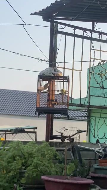 Chim chào mào. Mua bán Chim tại Quận Liên Chiểu Đà Nẵng được đăng bởi Long La hình 1