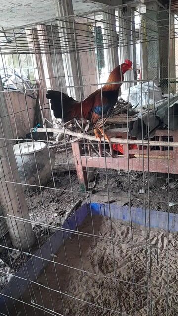 Gà chọi 1.2kg Đực. Mua bán Gà tại Huyện Thanh Bình Đồng Tháp được đăng bởi Tuan hình 1