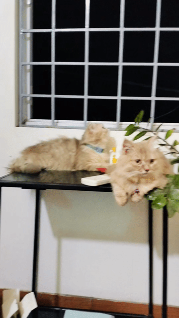 Mèo Anh lông dài cái 8 tháng tuổi. Mua bán Mèo tại Huyện Thanh Trì Hà Nội được đăng bởi Nguyễn Hoàng hình 1