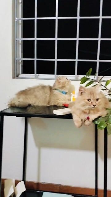 Mèo Anh lông dài cái 8 tháng tuổi. Mua bán Mèo tại Huyện Thanh Trì Hà Nội được đăng bởi Nguyễn Hoàng hình 1
