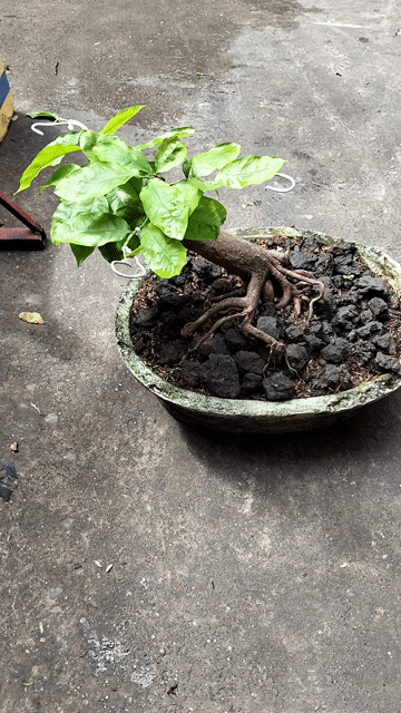 Cây cảnh Mai tứ quý Bonsai dáng thú. Mua bán Cây cảnh, đồ trang trí tại Quận Tân Bình Tp Hồ Chí Minh được đăng bởi Notorius hình 1