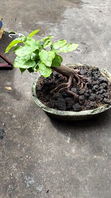 Cây cảnh Mai tứ quý Bonsai dáng thú. Mua bán Cây cảnh, đồ trang trí tại Quận Tân Bình Tp Hồ Chí Minh được đăng bởi Notorius hình 1