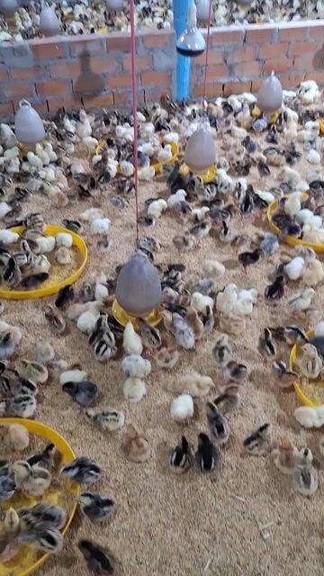 Gà ta thả vườn đã tiêm vắc xin. Mua bán Gà tại Quận 12 Tp Hồ Chí Minh được đăng bởi Lê Thị Hảo hình 1