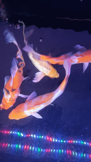 5 em Koi size lớn nhất 35cm. Mua bán Thú cưng khác tại Thị xã Phú Mỹ Bà Rịa - Vũng Tàu được đăng bởi Pets  hình 1