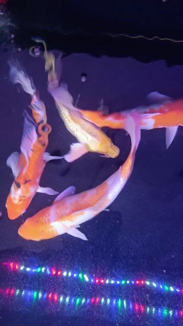 5 em Koi size lớn nhất 35cm. Mua bán Thú cưng khác tại Thị xã Phú Mỹ Bà Rịa - Vũng Tàu được đăng bởi Pets  hình 1