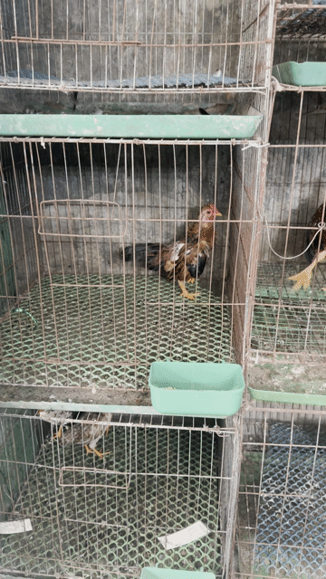 Gà Tre Bắc Bò cháy 3.5 tháng. Mua bán Gà tại Quận Hà Đông Hà Nội được đăng bởi Đặng Hoàng Anh hình 1