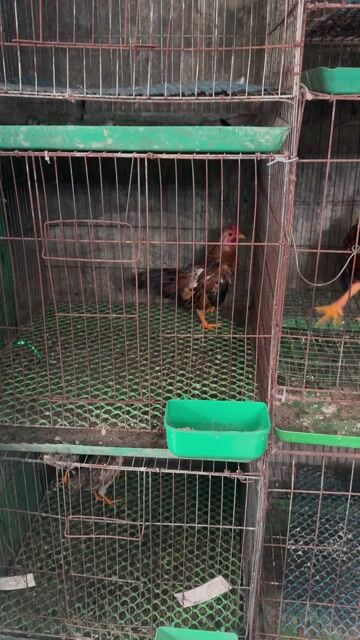 Gà Tre Bắc Bò cháy 3.5 tháng. Mua bán Gà tại Quận Hà Đông Hà Nội được đăng bởi Đặng Hoàng Anh hình 1