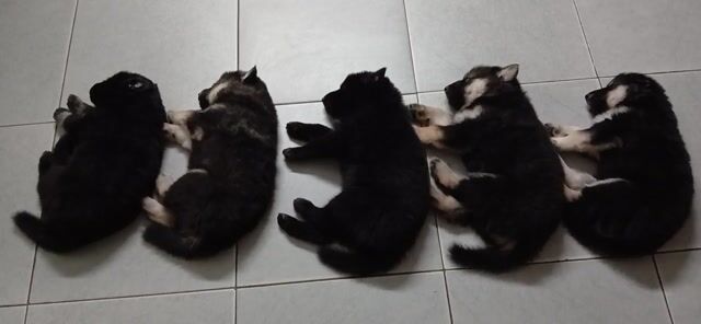 Em xinh về nhà mới. Mua bán Chó tại Huyện Thanh Trì Hà Nội được đăng bởi Hằng Nguyễn Thu hình 1