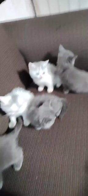 Mèo Anh lông ngắn con Đực Cái. Mua bán Mèo tại Quận Hai Bà Trưng Hà Nội được đăng bởi Đặng thu hằng hình 1