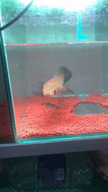Cá lóc vảy rồng Đỏ 28 cm. Mua bán Thú cưng khác tại Huyện Bình Chánh Tp Hồ Chí Minh được đăng bởi vũ hình 1