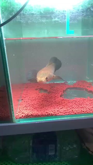 Cá lóc vảy rồng Đỏ 28 cm. Mua bán Thú cưng khác tại Huyện Bình Chánh Tp Hồ Chí Minh được đăng bởi vũ hình 1