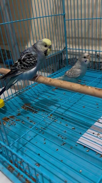 cần bay. Mua bán Chim tại Quận Gò Vấp Tp Hồ Chí Minh được đăng bởi Anh Hào hình 1