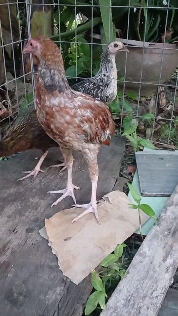 gà cúp.... Mua bán Gà tại Huyện Cần Giuộc Long An được đăng bởi tuấn QL 50  chợ cần giuộc Long an hình 1