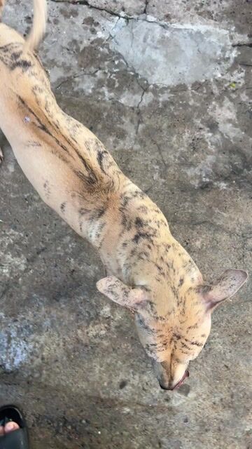 Chó Phú Quốc Đực Vàng vện Lưỡi đen Đã tiêm. Mua bán Chó tại Thành phố Dĩ An Bình Dương được đăng bởi Duy Phuong hình 1
