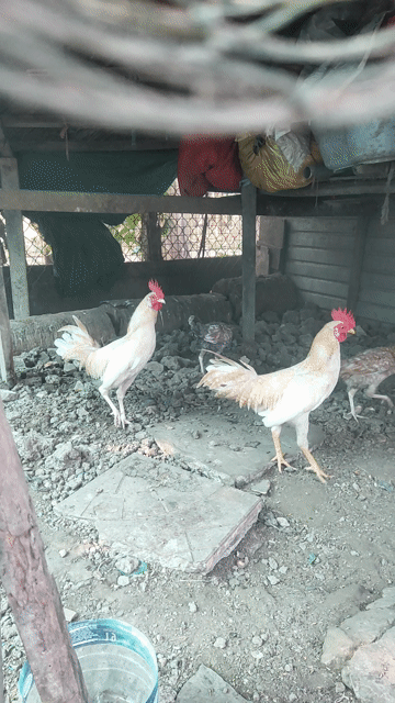 Tre cú sữa. Mua bán Gà tại Thành phố Mỹ Tho Tiền Giang được đăng bởi Vũ hình 1