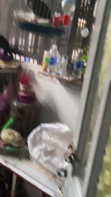 Chim cu gáy Malay gấy gù nhiều. Mua bán Chim tại Thành phố Dĩ An Bình Dương được đăng bởi BĐS Bình Dương  hình 1