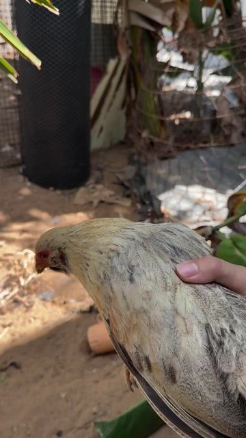 Gà tre tân châu + 3 con. Mua bán Gà tại Thành phố Trà Vinh Trà Vinh được đăng bởi Trung Hiếu hình 1