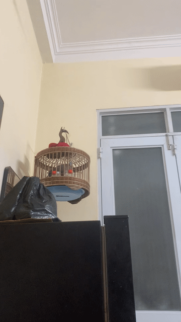 Chim cu gáy còi kim. Mua bán Chim tại Quận Thanh Xuân Hà Nội được đăng bởi Đuc Phuc hình 1