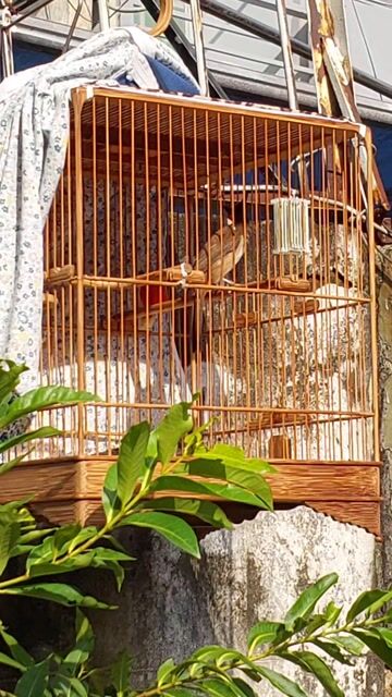 SIÊNG HÓT, CHÉ RÁT, TO DÀI, CAFE CỨNG. Mua bán Chim tại Quận 7 Tp Hồ Chí Minh được đăng bởi Chào Mào VIP hình 1