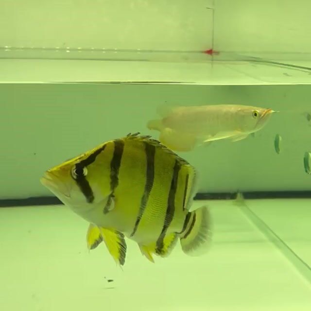 Hổ Bắc Thái u19 Vàng đen. Mua bán Thú cưng khác tại Thị xã Tân Uyên Bình Dương được đăng bởi Tuấn hình 1