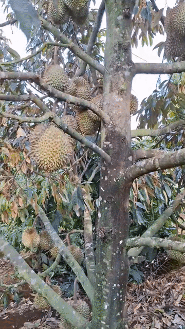 Sầu Riêng Tây Nguyên. Mua bán Đồ ăn, thực phẩm và các loại khác tại Huyện Sóc Sơn Hà Nội được đăng bởi Đàm Đình Tùng hình 1