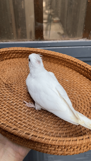 Vẹt Cockatiel Trống Non màu Trắng. Mua bán Chim tại Quận Sơn Trà Đà Nẵng được đăng bởi Vu Nguyen hình 1