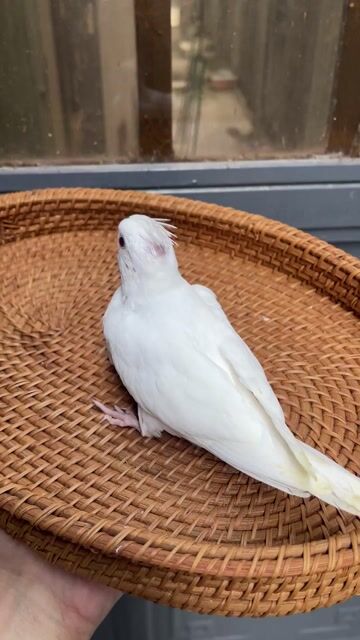 Vẹt Cockatiel Trống Non màu Trắng. Mua bán Chim tại Quận Sơn Trà Đà Nẵng được đăng bởi Vu Nguyen hình 1