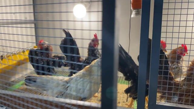 Gà Serama trống 4 tháng. Mua bán Gà tại Quận 3 Tp Hồ Chí Minh được đăng bởi Trung Kid Serama hình 1