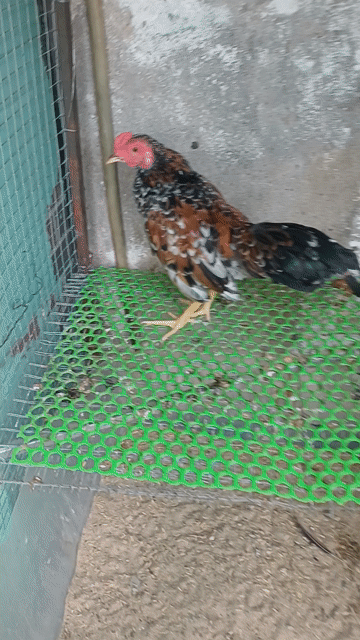 Gà tre bắc trống 5 tháng 300 gram. Mua bán Gà tại Huyện Hóc Môn Tp Hồ Chí Minh được đăng bởi Tên chưa cung cấp hình 1