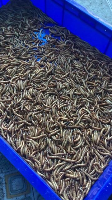 Sâu rồng mồi chim cá gà rùa 1kg. Mua bán Phụ kiện, Thức ăn, Dịch vụ tại Quận Gò Vấp Tp Hồ Chí Minh được đăng bởi Hoang Sang hình 1