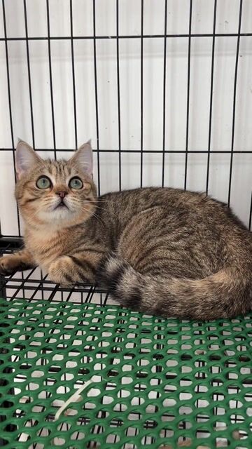 Mèo ALN Golden tabby 4 tháng. Mua bán Mèo tại Quận 4 Tp Hồ Chí Minh được đăng bởi Nguyễn Ngọc Ý hình 1
