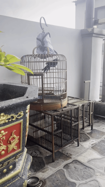 Chim Choè than 5-6 tháng lồng hót vắng người. Mua bán Chim tại Quận Bình Tân Tp Hồ Chí Minh được đăng bởi  Duy Bảo hình 1