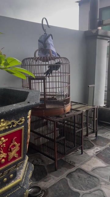 Chim Choè than 5-6 tháng lồng hót vắng người. Mua bán Chim tại Quận Bình Tân Tp Hồ Chí Minh được đăng bởi  Duy Bảo hình 1