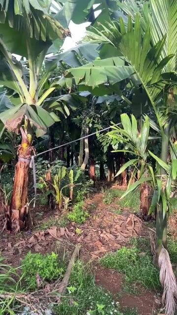 BƠ 034 LÂM ĐỒNG. Mua bán Đồ ăn, thực phẩm và các loại khác tại Quận Tân Bình Tp Hồ Chí Minh được đăng bởi Diep Nguyen hình 1