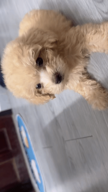 Chó Poodle cái 2 tháng đã tiêm. Mua bán Chó tại Quận 10 Tp Hồ Chí Minh được đăng bởi Tấn Phát hình 1