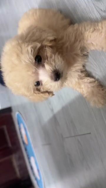 Chó Poodle cái 2 tháng đã tiêm. Mua bán Chó tại Quận 10 Tp Hồ Chí Minh được đăng bởi Tấn Phát hình 1