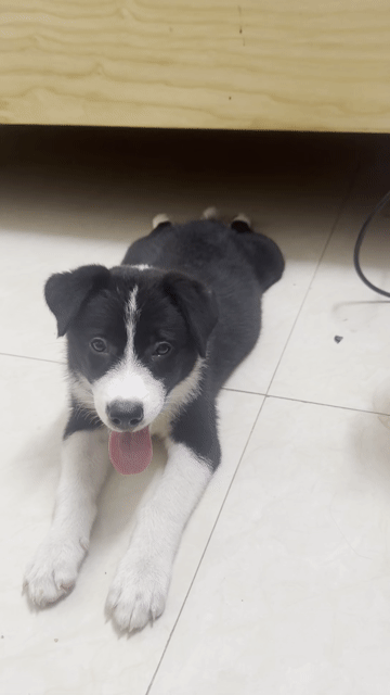 Chó Border Collie đực 2 tháng. Mua bán Chó tại Quận Bắc Từ Liêm Hà Nội được đăng bởi Triệu Hồng Đạt hình 1