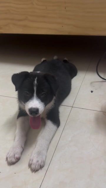 Chó Border Collie đực 2 tháng. Mua bán Chó tại Quận Bắc Từ Liêm Hà Nội được đăng bởi Triệu Hồng Đạt hình 1