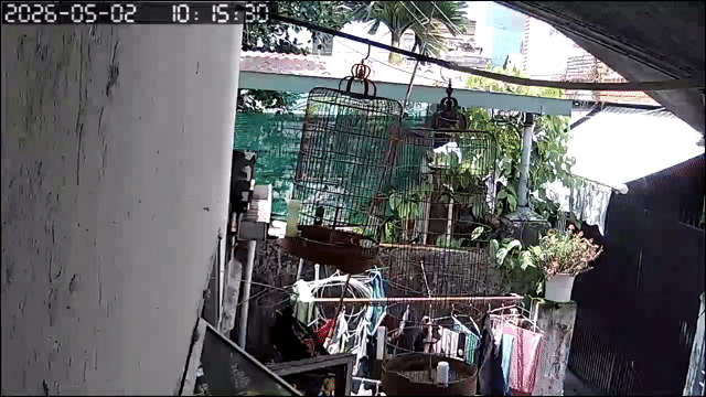 Chim Sơn ca gần 3 mùa. Mua bán Chim tại Quận Thanh Khê Đà Nẵng được đăng bởi Sói Hoang hình 1