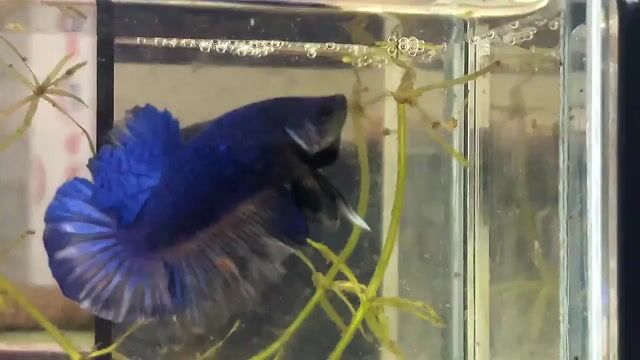 koi blue nemo. Mua bán Thú cưng khác tại Quận Bình Thạnh Tp Hồ Chí Minh được đăng bởi Nguyễn Trung Hiếu hình 1