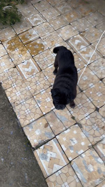 Chó Pug đen hơn 1 năm. Mua bán Chó tại Huyện Trảng Bom Đồng Nai được đăng bởi Thanh Kyy hình 1